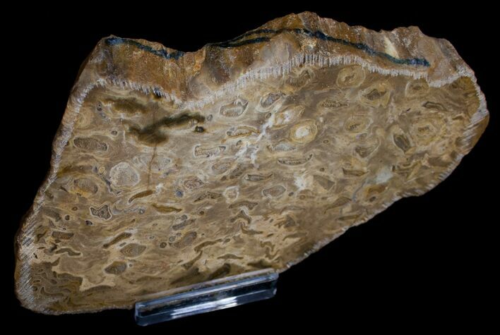 Osmunda Petrified Wood Slice - Jurassic #6298